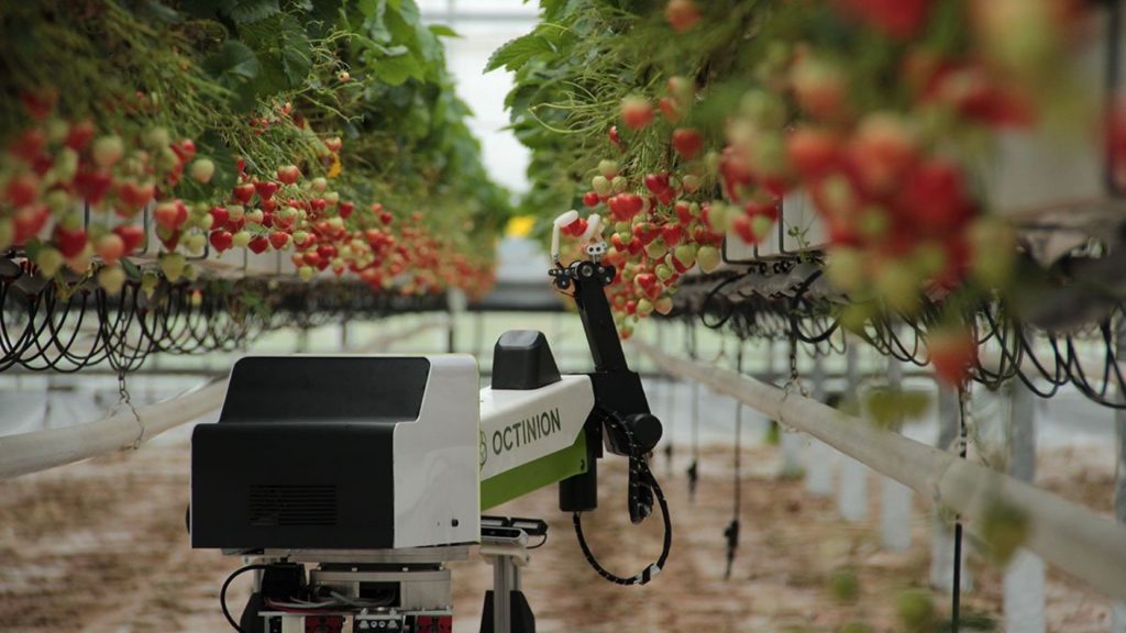 Octinion presenta Rubion: il primo robot programmato per la raccolta delle fragole